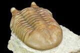 Asaphus Kotlukovi Trilobite Fossil - Russia #151883-5